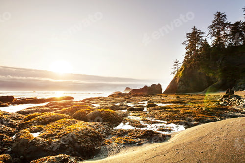 Preview: Olympic coast