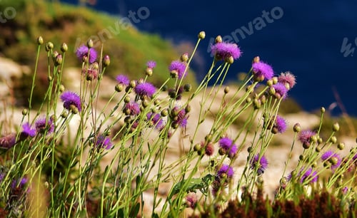 Preview: Selective focus shot of Cheirolophus crassifolius in full bloom