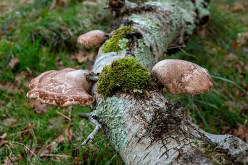 Preview: mosses and tinder fungi in the forest in holland