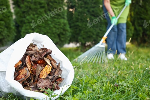 Preview: Woman gathering fallen leaves with fan rake on green lawn outdoors, selective focus