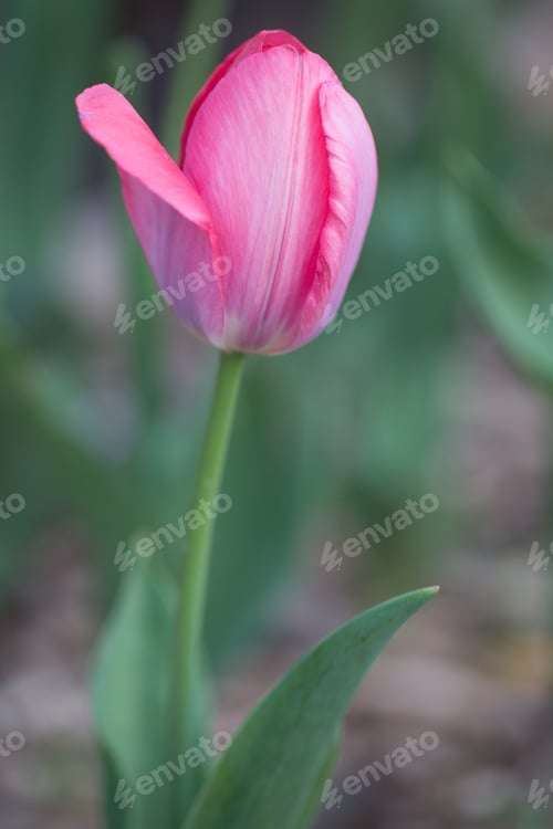 Preview: Single Pink Tulip Close Up