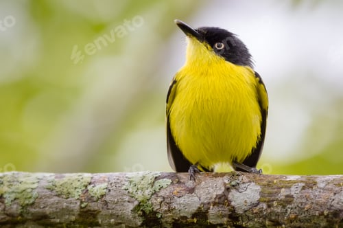 Preview: Little yellow bird looking for flies from a tree