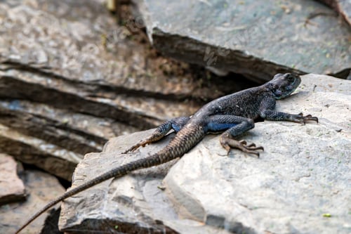 Preview: Female Mwanza flat-headed rock agama or Agama mwanzae