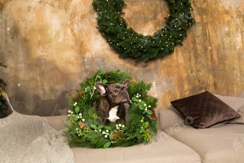 Preview: Happy New Year, Christmas holidays and celebration. Christmas tree. Cute French Bulldog Dog breed
