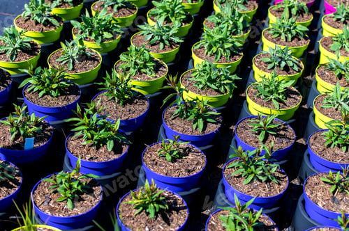Preview: Seedlings nursery is encouraged the growth of seeds and young plants