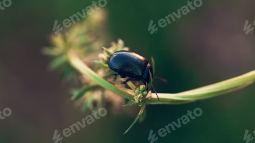 Preview: Black Dor beetle on green stem in Summer