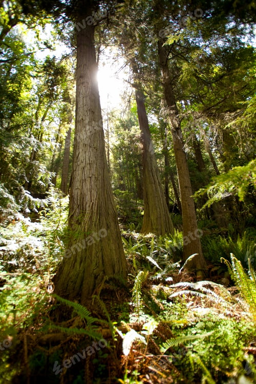 Preview: Tall trees in a forest in the Salt Creek Recreational Area
