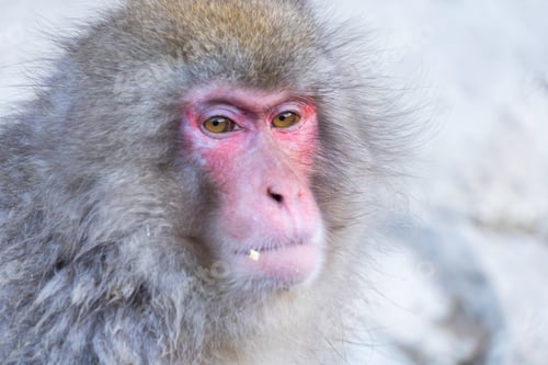 Preview: A Japanese snow monkey or Macaque with onsen in Monkey Park, Nagano , Japan. Wildlife animal.