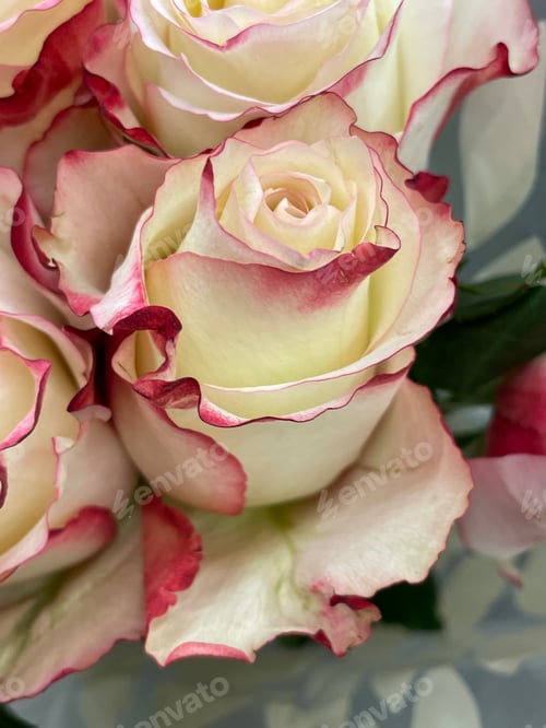 Preview: Beautiful Cream Roses with Dark Pink Edges