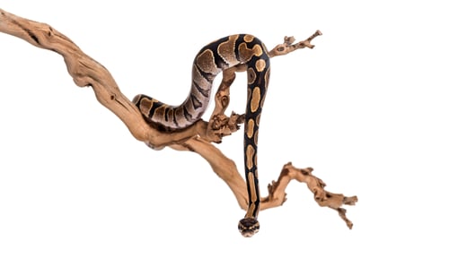 Preview: Python regius, against white background