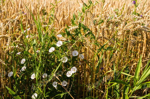 Preview: Wheat field close up of golden steems growing in sun