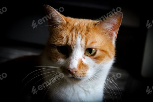 Ingwer-Katze