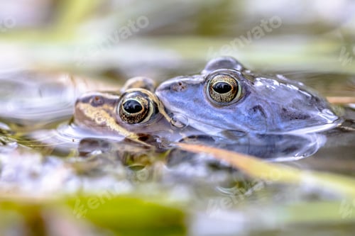 Preview: Moor frog couple in water