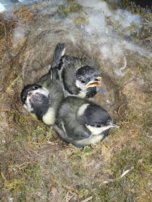 Preview: Baby Birds in a Nest of Natural Fibers