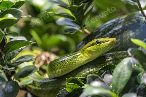 Preview: Closeup shot of a green snake isolated among green tree branches