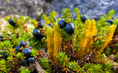 Preview: Black crowberry Empetrum nigrum edible fruit native to Norther Hemisphere