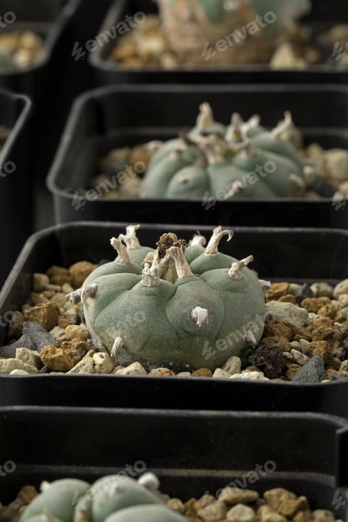 Preview: Green Peyote cactus in pots close up