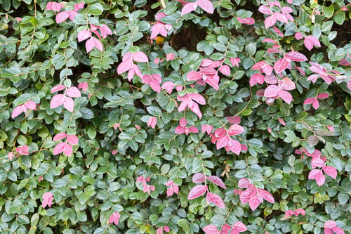 Preview: Green and pink foliage background texture