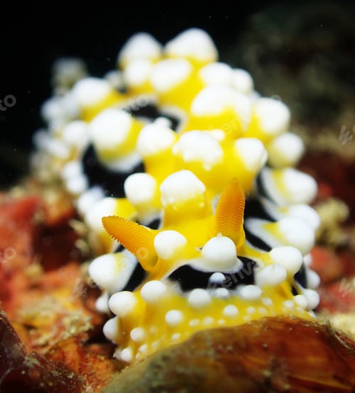 Preview: Amazing underwater world, Underwater world scene.