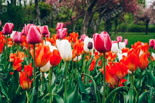 Preview: Beautiful red and green spring natural floral background