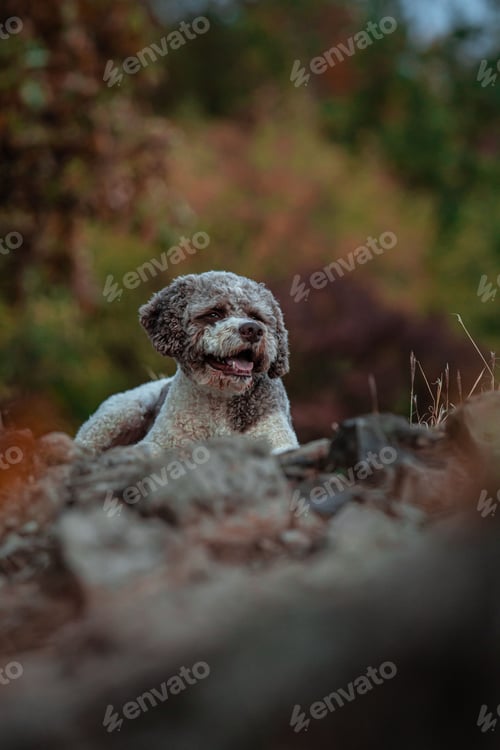 Preview: Fluffy dog relaxing on rocky terrain