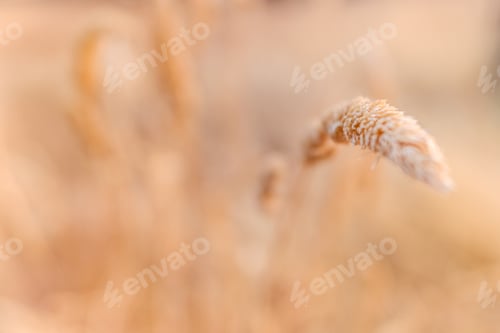 Preview: Detail of a dry plant at the end of summer, with unfocused background