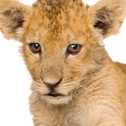 Preview: Lion Cub (3 months)
