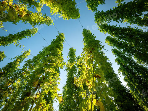 Vista previa: Hops garden with blue sky background
