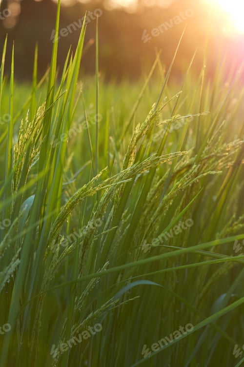 Preview: The rice paddy of organic farm