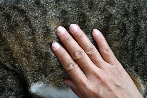 Preview: Human hand petting stroking cat hair.