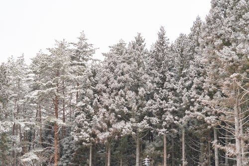 Preview: Real clean white snow or snowflake pattern texture background for winter season. Nature.
