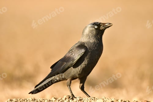 Preview: Crow perched in a field with brown grass.