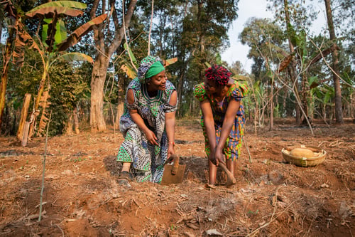 Preview: Two female peasants hoe the fields happily in Africa, women and agriculture.