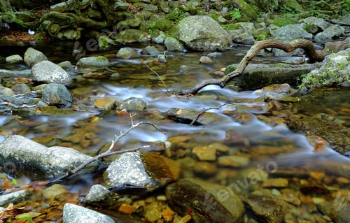 Preview: water spring in forest