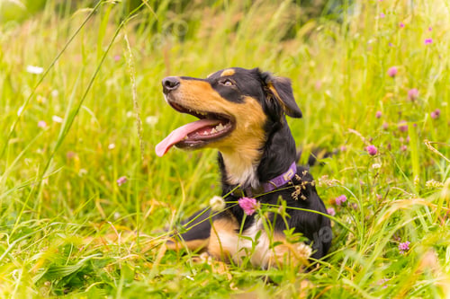 Preview: Portrait a black and brown dog sitting on a sunny spring day in a flower meadow with his mouth open