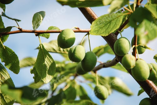 Preview: Green plums growing on plum tree brunch in the garden