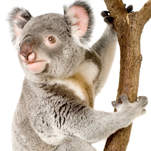 Vorschau: Koala