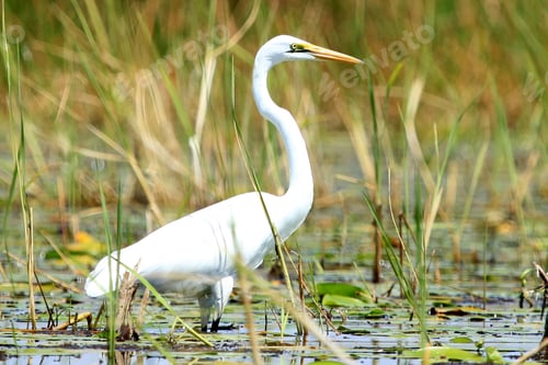 Preview: Great White Egret - Lake Opeta - Uganda, Africa