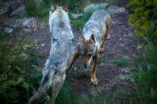 Preview: Canis lupus italicus (subspecies of the gray wolf, Canis lupus).