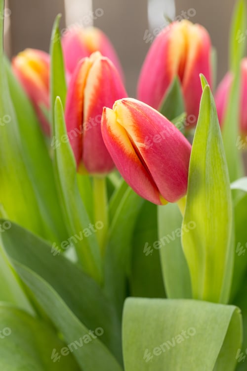 Preview: Spring Tulip Flowers That Are Pretty