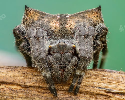 Preview: spider