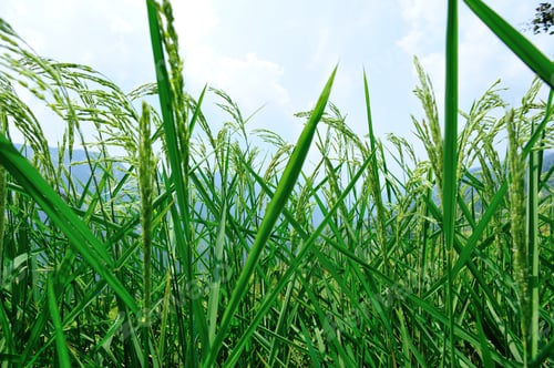 Preview: Beautiful terrace rice field in China