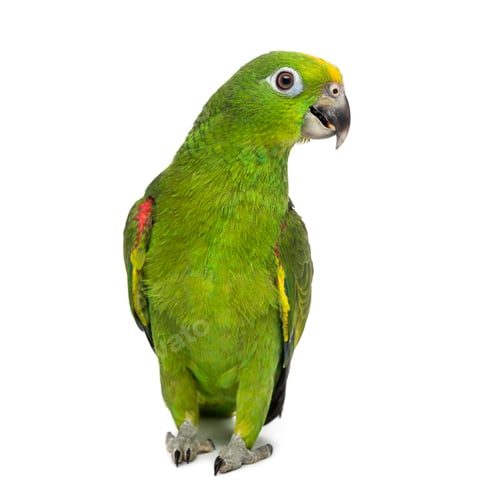 Preview: yellow-crowned amazon, Amazona ochrocephala, in front of a white background