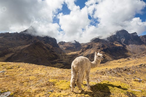 Preview: Alpaca