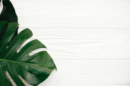 Preview: Monstera leaves flat lay