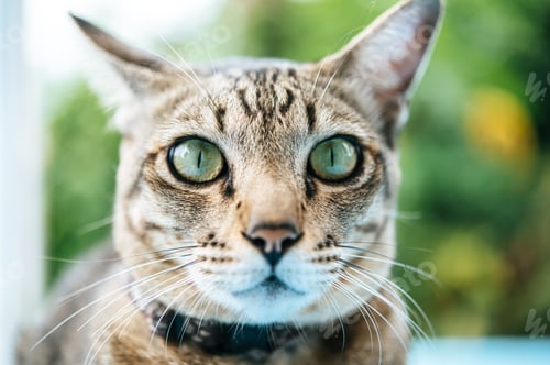 Preview: Focus on the eyes of the tabby on the blue cement floor.