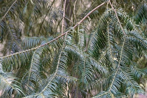 Preview: Chinese Plum Yew (Cephalotaxus Fortunei). Called Plum Yew And Chinese Cowtail Pine Also