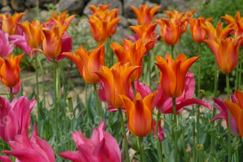 Preview: Colourful tulip flowerbed in Spring