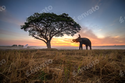 Preview: Elephant at sunrise in Thailand