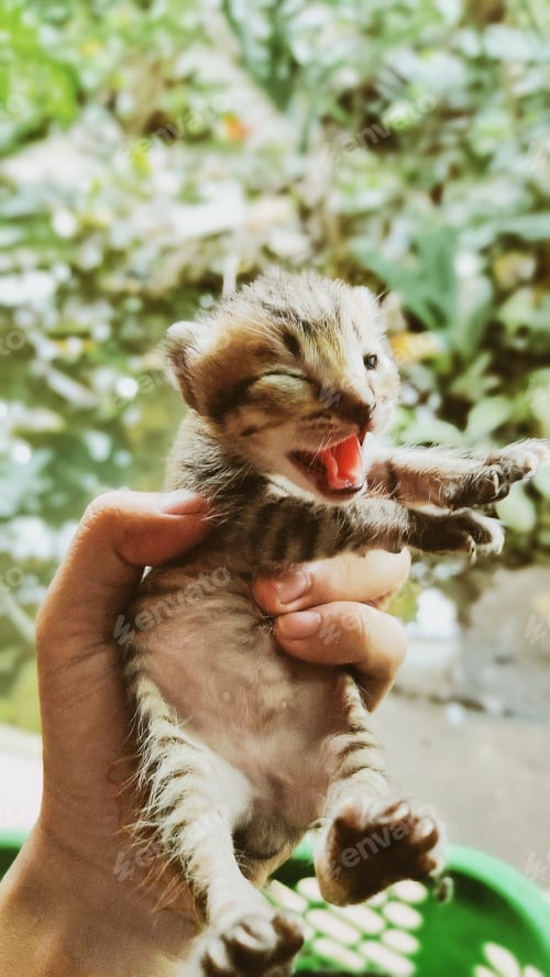 Preview: Adorable Kitten Held Gently Opening Mouth Wide